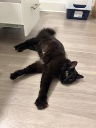 Shelter Stray Female Cat last seen CHARLOTTE, 8315 Byrum Dr, Charlotte, NC 28217, USA