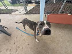 Shelter Stray Male Dog last seen CHARLOTTE, 8315 Byrum Dr, Charlotte, NC 28217, USA
