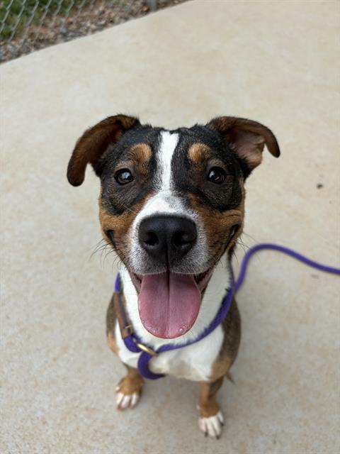 Shelter Stray Female Dog last seen CHARLOTTE, 8315 Byrum Dr, Charlotte, NC 28217, USA