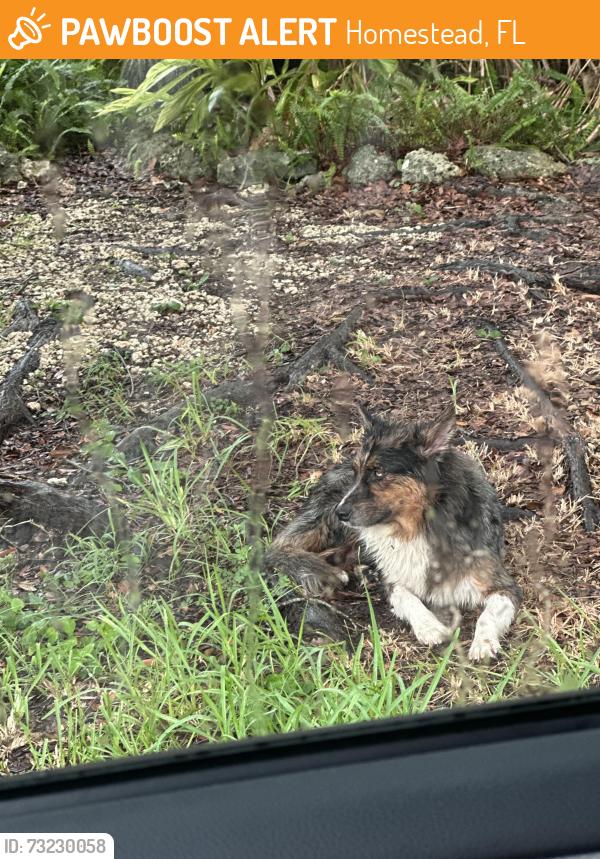 Found/Stray Unknown Dog last seen NW 16th ave, Homestead, FL 33030
