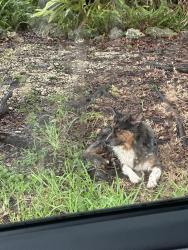 Found/Stray Unknown Dog last seen NW 16th ave, Homestead, FL 33030