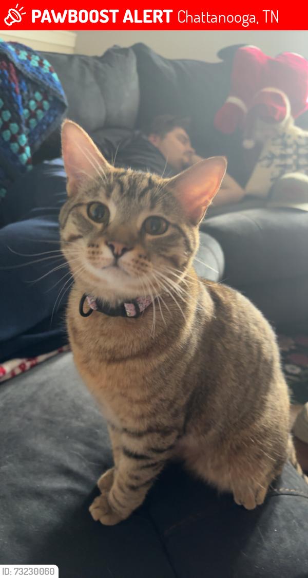Lost Male Cat last seen Morrison Springs Road, Chattanooga, TN 37415
