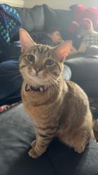 Lost Male Cat last seen Morrison Springs Road, Chattanooga, TN 37415