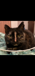 Lost Female Cat last seen Senders Mesa Neighborhood, Austin, TX 78749