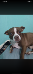 Lost Male Dog last seen 142ave and 8st West Dade, West End, FL 33184