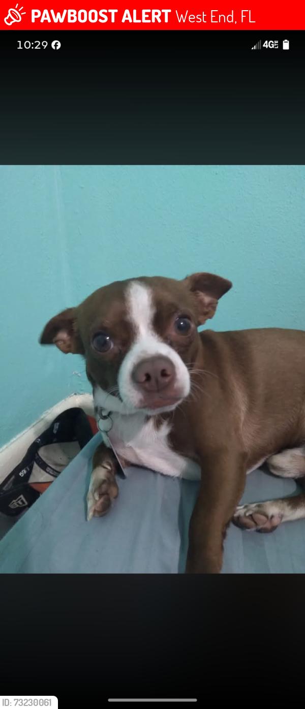 Lost Male Dog last seen 142ave and 8st West Dade, West End, FL 33184