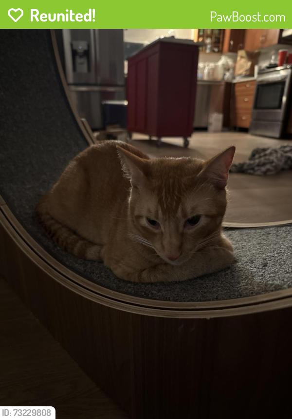 Reunited Male Cat last seen Seven Hills & Walnut Rd, Castro Valley, CA 94546