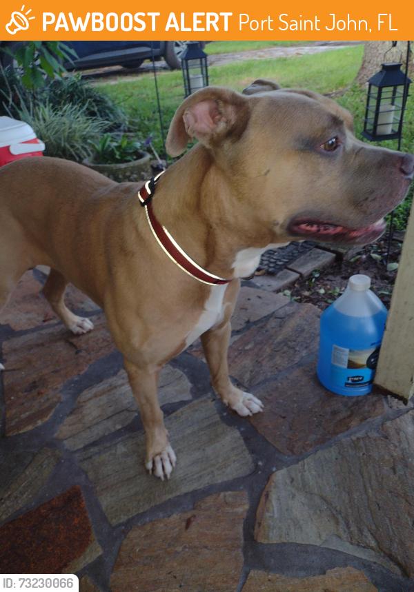 Found/Stray Male Dog last seen Fay blvd Carol ave, Port Saint John, FL 32927