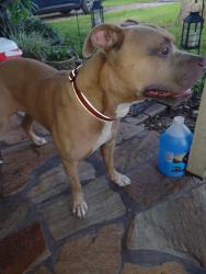 Found/Stray Male Dog last seen Fay blvd Carol ave, Port Saint John, FL 32927