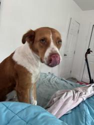 Found/Stray Female Dog last seen Ne 137 terrace, North Miami, FL 33181