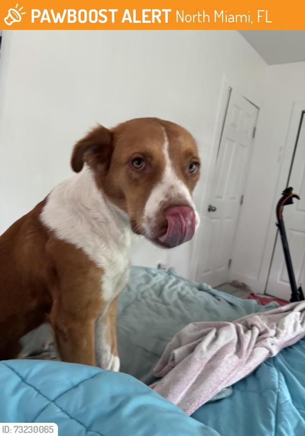 Found/Stray Female Dog last seen Ne 137 terrace, North Miami, FL 33181
