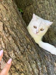 Lost Male Cat last seen Elmwood Park, Elmwood Park, NJ 07407