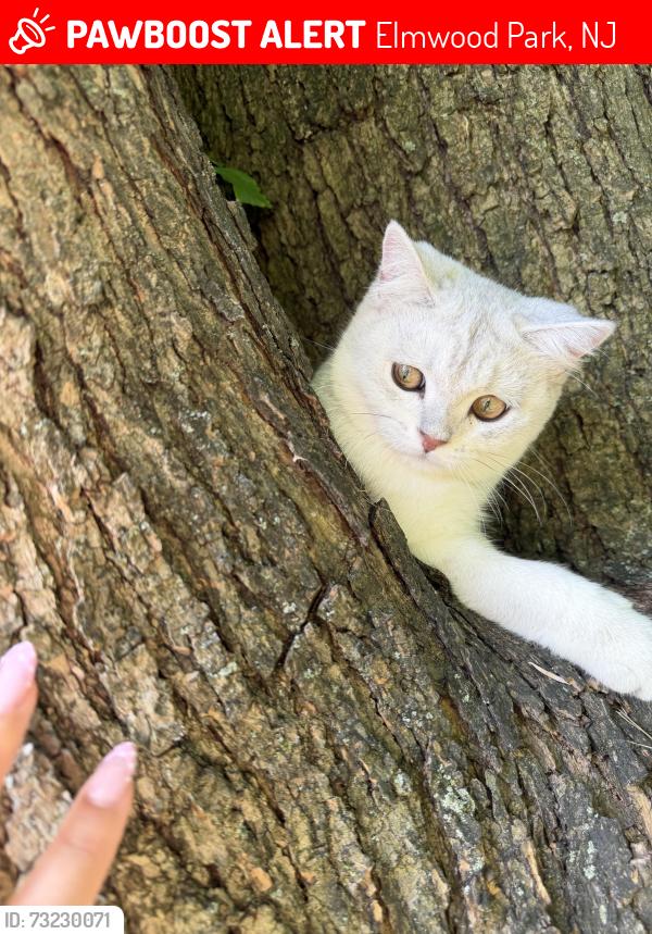 Lost Male Cat last seen Elmwood Park, Elmwood Park, NJ 07407