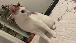Lost Female Cat last seen Near brinckerhoff ave, Utica, NY 13501