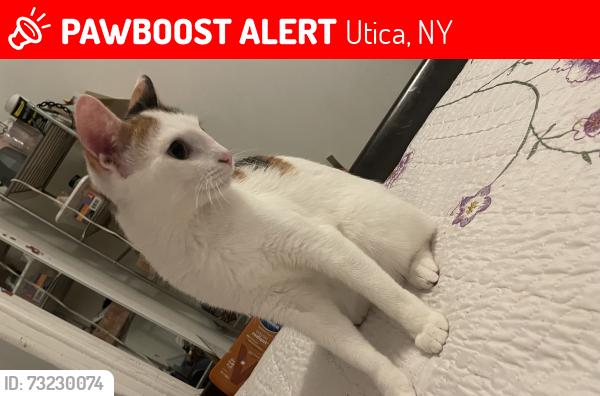 Lost Female Cat last seen Near brinckerhoff ave, Utica, NY 13501