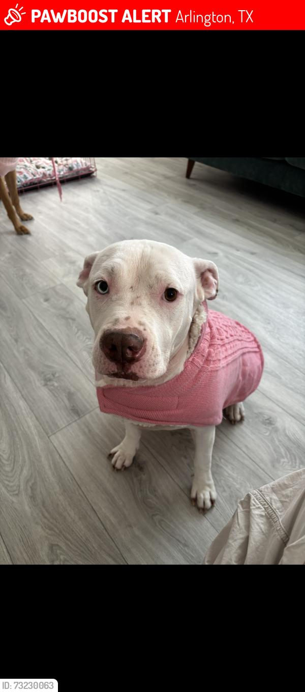 Lost Female Dog last seen Lamar st, Arlington, TX 76011