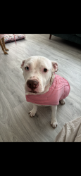 Lost Female Dog last seen Lamar st, Arlington, TX 76011