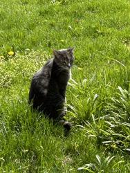 Reunited Male Cat last seen Cedar and Biddle, Lapeer, MI 48446
