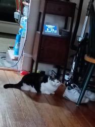 Reunited Female Cat last seen Alden Rd, Nanticoke, PA 18634