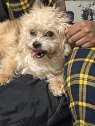 Reunited Male Dog last seen Train tracks, Opa-locka, FL 33054
