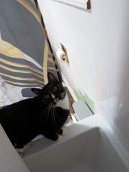 Lost Male Cat last seen Grove elementary, Marysville, WA 98270