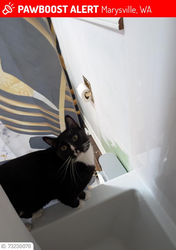 Lost Male Cat last seen Grove elementary, Marysville, WA 98270