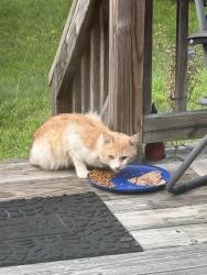 Found/Stray Unknown Cat last seen Washington Avenue/ county Route 7, Nassau Lake, NY 12123