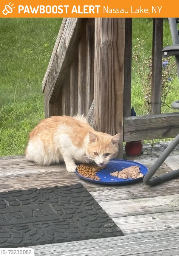 Found/Stray Unknown Cat last seen Washington Avenue/ county Route 7, Nassau Lake, NY 12123