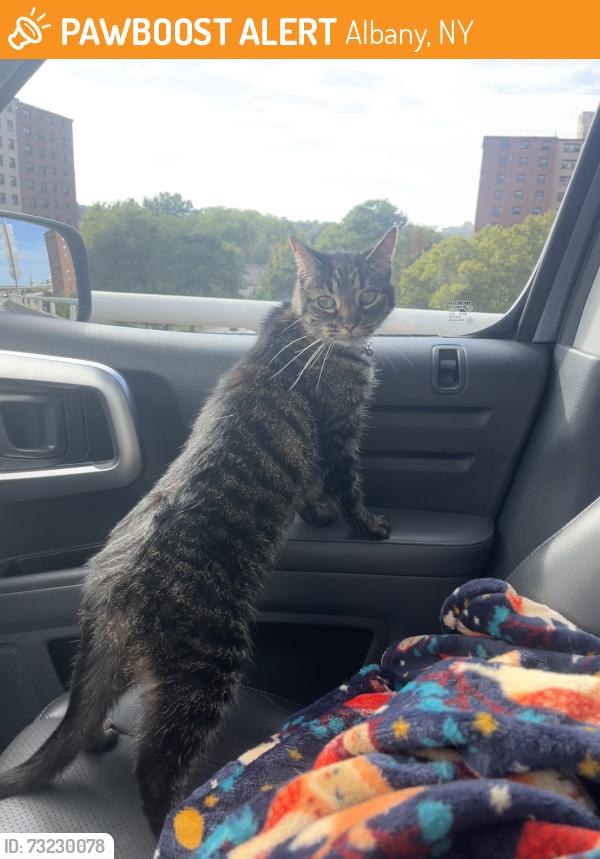 Found/Stray Female Cat last seen Near southbound exit ramp near Historic Pastures, Albany, NY 12210