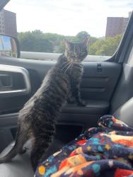 Found/Stray Female Cat last seen Near southbound exit ramp near Historic Pastures, Albany, NY 12210