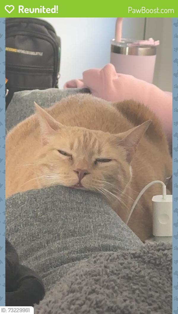 Reunited Female Cat last seen Woodbridge state school, Logan Central, QLD 4114