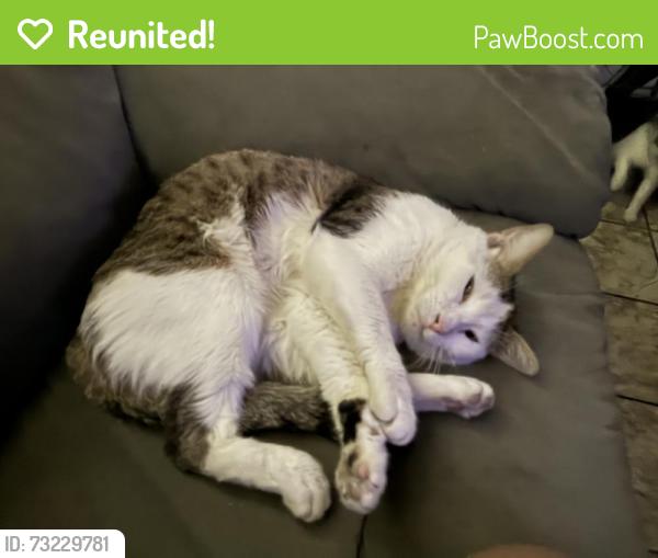 Reunited Male Cat last seen Near Garvey Ave, Rosemead, CA 91770, USA, Rosemead, CA 91770