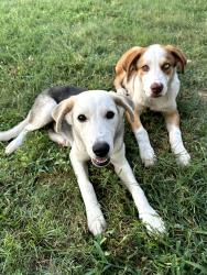 Found/Stray Male Dog last seen Sweet Home Road and FM 467, Seguin, TX 78155