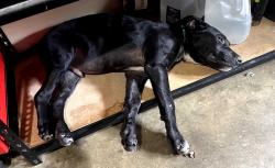 Reunited Male Dog last seen Milton bryan dr in/near the woods., Walton County, GA 30052