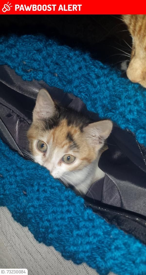 Lost Female Cat last seen Station Parade / Lennox Rd, Todmorden, Cornholme, England 
