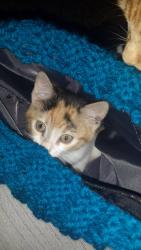 Lost Female Cat last seen Station Parade / Lennox Rd, Todmorden, Cornholme, England 