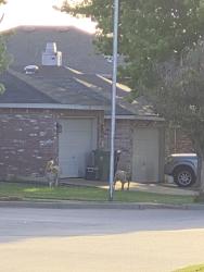 Found/Stray Unknown Dog last seen Harris crossing neighborhood near Debbie & Collins, Arlington, TX 76002