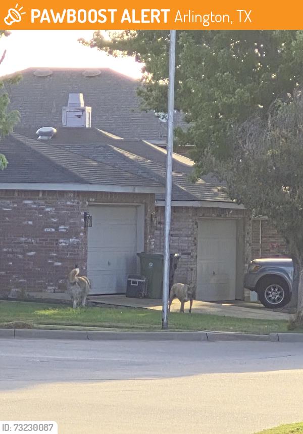 Found/Stray Unknown Dog last seen Harris crossing neighborhood near Debbie & Collins, Arlington, TX 76002
