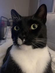 Reunited Male Cat last seen Malden and Brooks st., Worcester, MA 01606
