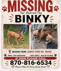 Lost Female Dog last seen Sandyford in Antioch, White County, AR 72045