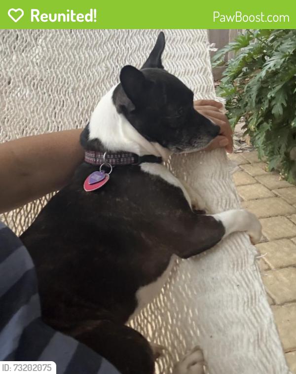 Reunited Female Dog last seen West airport, Village Of Oak Lake, TX 77498