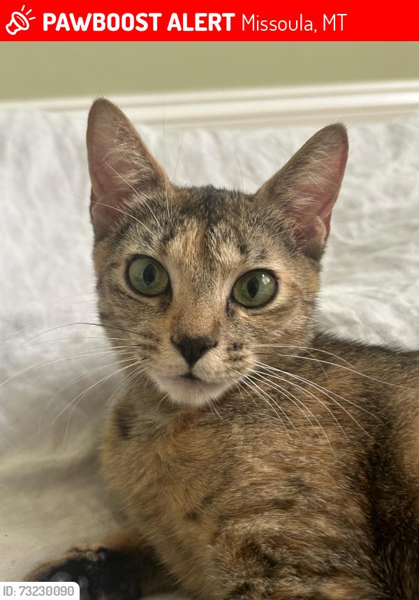 Lost Female Cat last seen Near green hanger laundry on brooks, Missoula, MT 59801