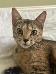 Lost Female Cat last seen Near green hanger laundry on brooks, Missoula, MT 59801