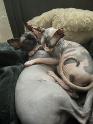 Lost Female Cat last seen Cactus st, Highland, CA 92346