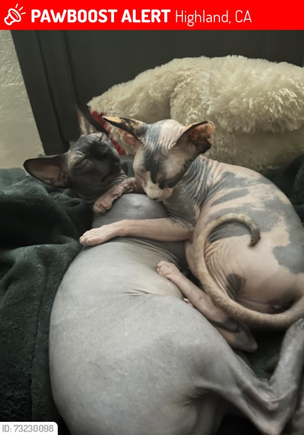 Lost Female Cat last seen Cactus st, Highland, CA 92346
