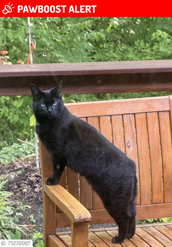 Lost Female Cat last seen Mad River, Washington Township, OH 45459