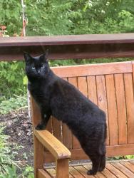 Lost Female Cat last seen Mad River, Washington Township, OH 45459