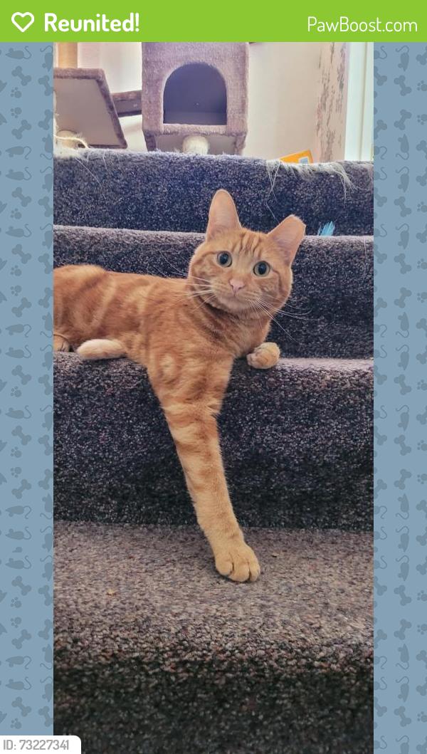 Reunited Male Cat last seen Terry's Office Tavern, Tacoma, WA 98407