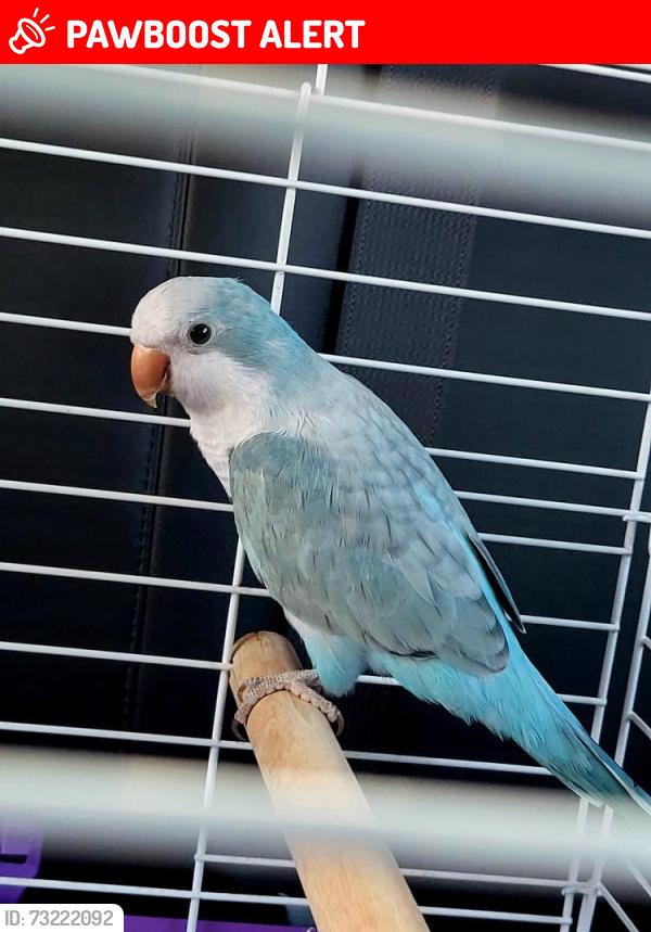 Lost Female Bird last seen Bellaire Blvd & Peek Rd, Park Westheimer, TX 77407