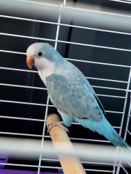 Lost Female Bird last seen Bellaire Blvd & Peek Rd, Park Westheimer, TX 77407